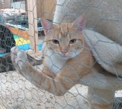 Fotografía de CARAMELO EN ADOPCIÓN