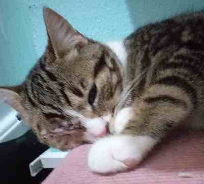 Fotografía de PERCY EN ADOPCION