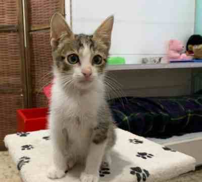 Fotografía de RAMSI ADOPTADO Y NUBE EN ADOPCIÓN