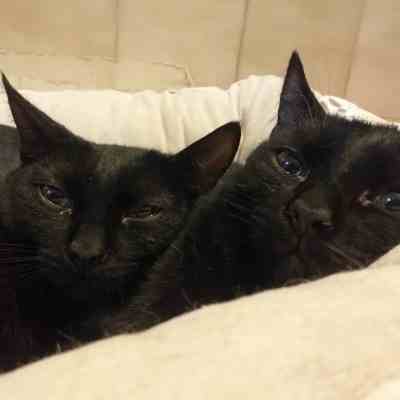 Fotografía de HERMANOS CAMADA MOLLY EN ADOPCION ESPECIAL