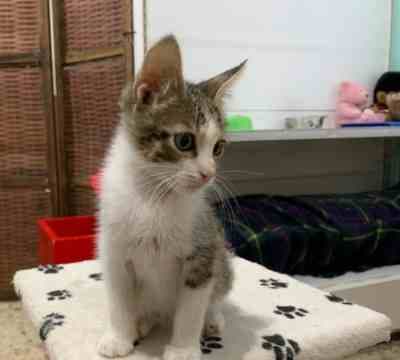 Fotografía de RAMSI ADOPTADO Y NUBE EN ADOPCIÓN