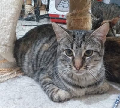 Fotografía de JANA EN ADOPCIÓN