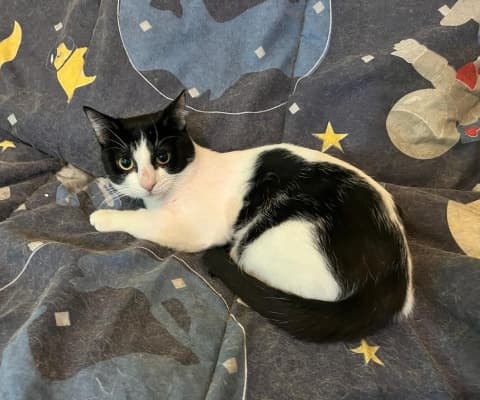 Fotografía de PAUL ADOPTADO