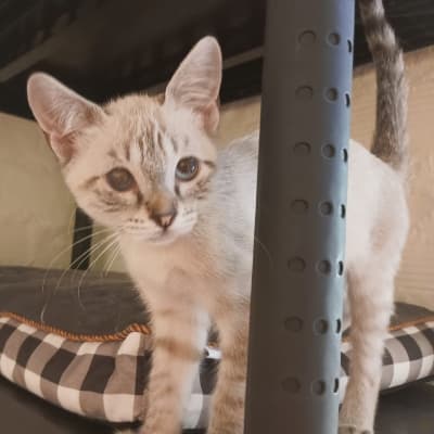 Fotografía de SUNA ADOPTADA