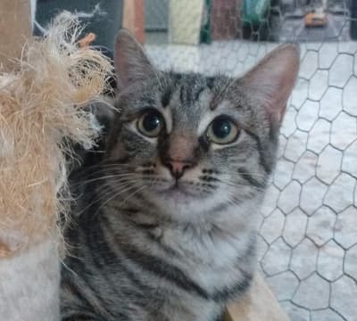 Fotografía de JANA EN ADOPCIÓN