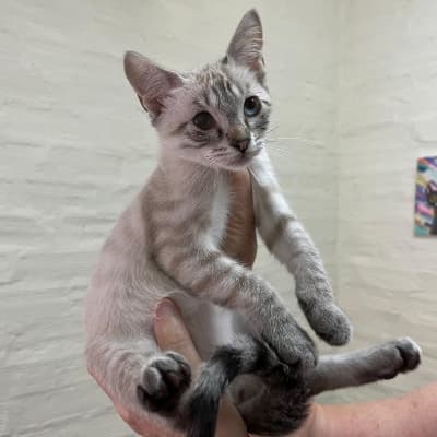 Fotografía de SUNA ADOPTADA