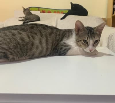 Fotografía de PANZA EN ADOPCIÓN