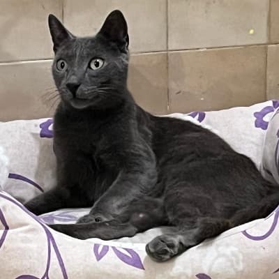 Fotografía de MERLIN ADOPTADO