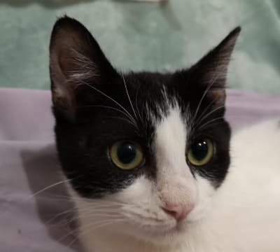 Fotografía de PAUL ADOPTADO