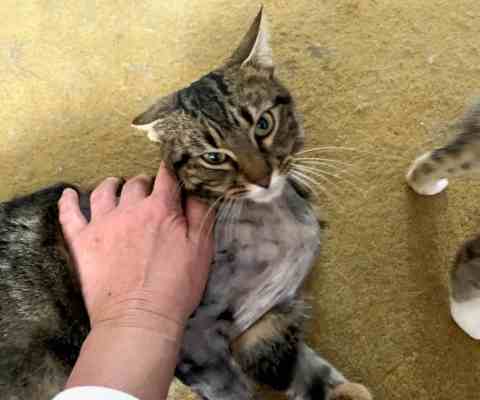 Fotografía de MARA ADOPTADA