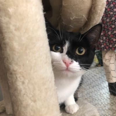 Fotografía de TARY EN ADOPCIÓN