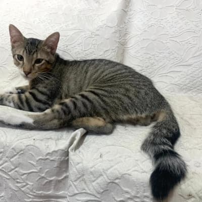 Fotografía de SANCHO EN ADOPCION