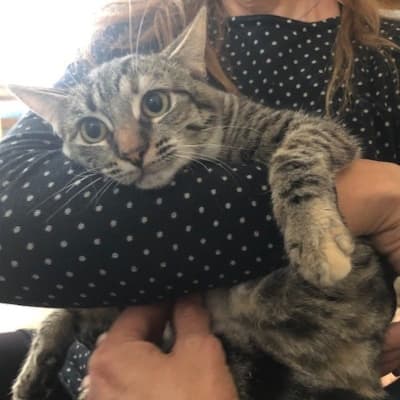 Fotografía de JANA EN ADOPCIÓN