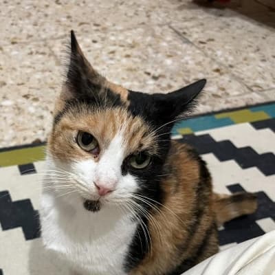 Fotografía de Taina en Adopcion